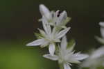 Woodland stonecrop